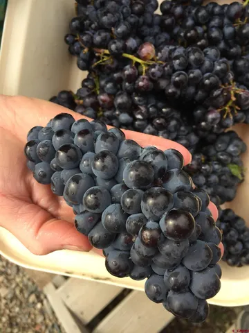 a view of a yard with plants and a bench