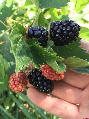 $762,000 | 41161 Highway 133, Paonia, CO 81428