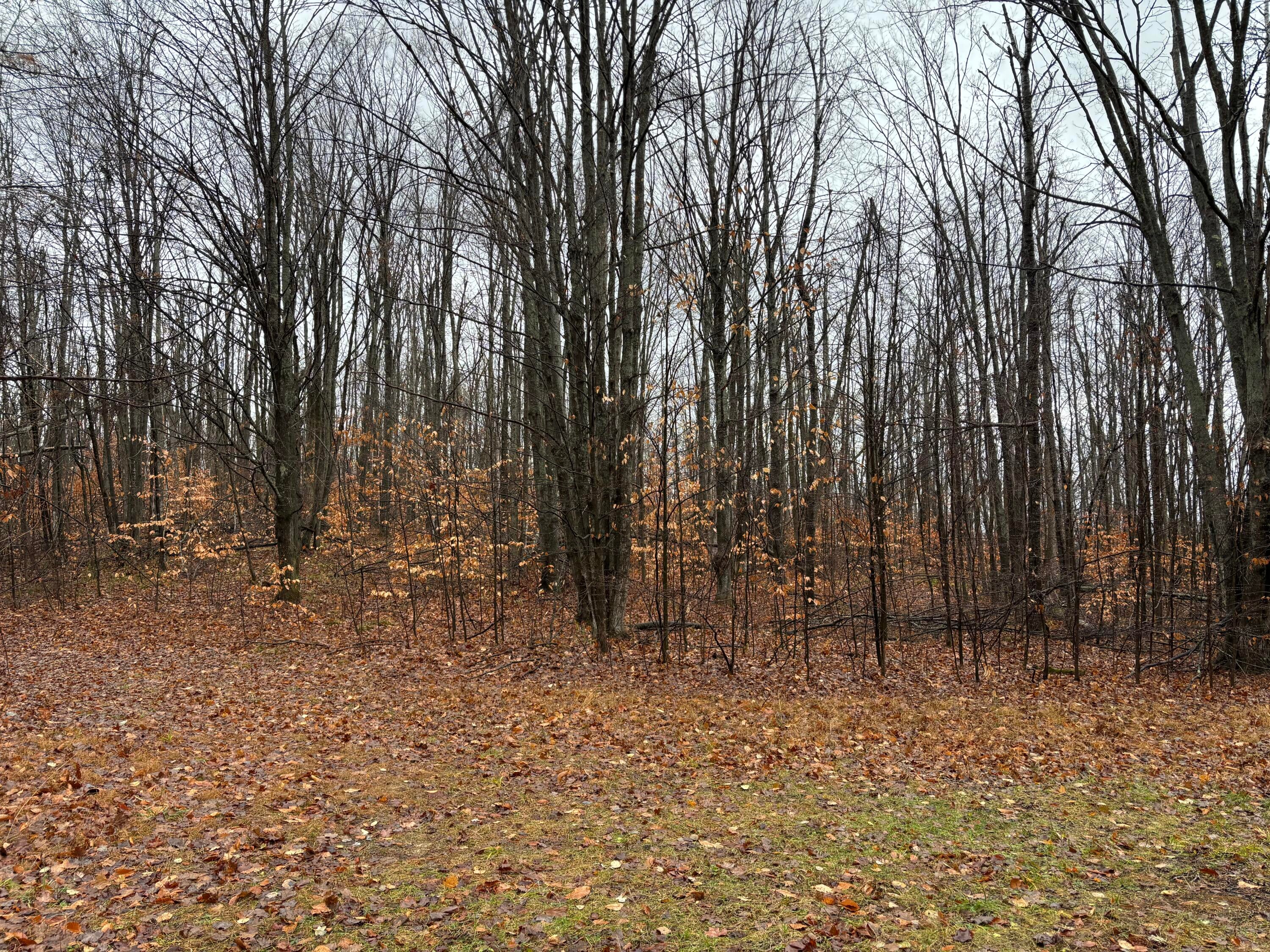 8451 North Sherman Road Frederic, MI 49733 - Photo 24 of 24 Woods