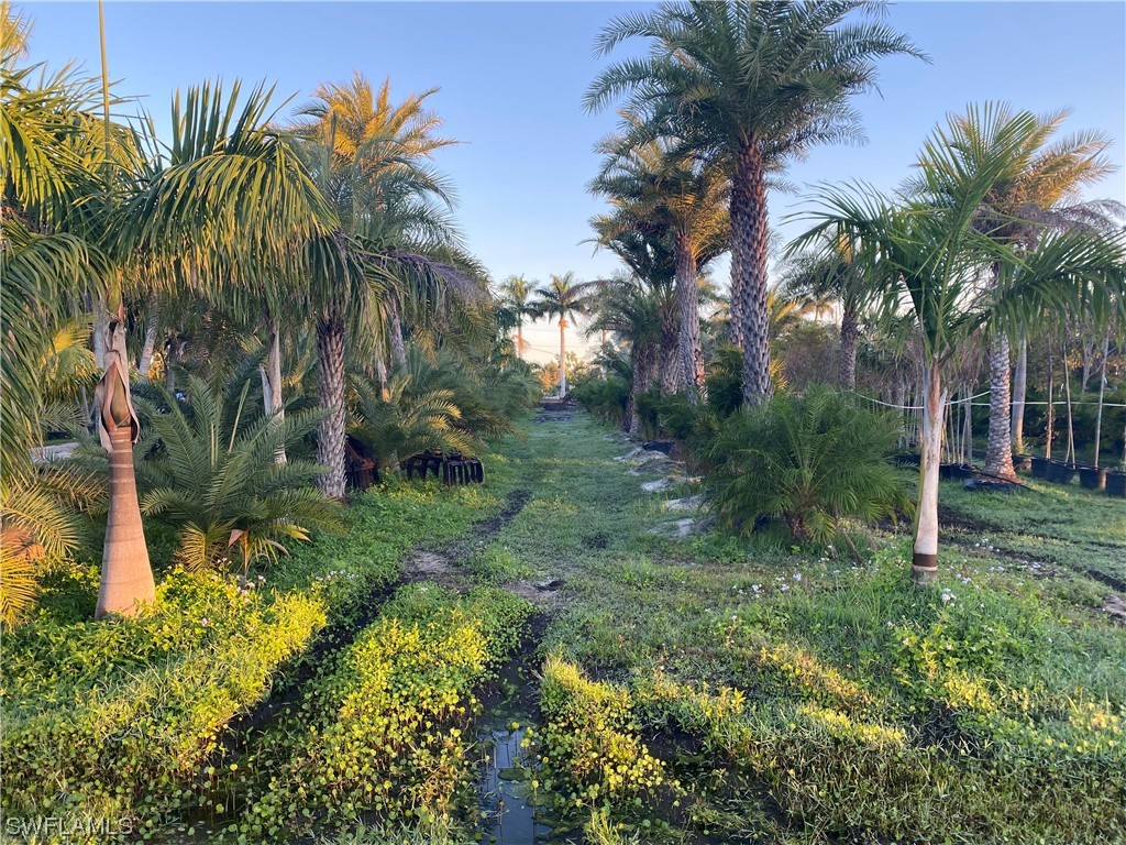 5968 Bay Point Road Bokeelia, FL 33922 - Photo 11 of 11 a view of a yard with a palm tree