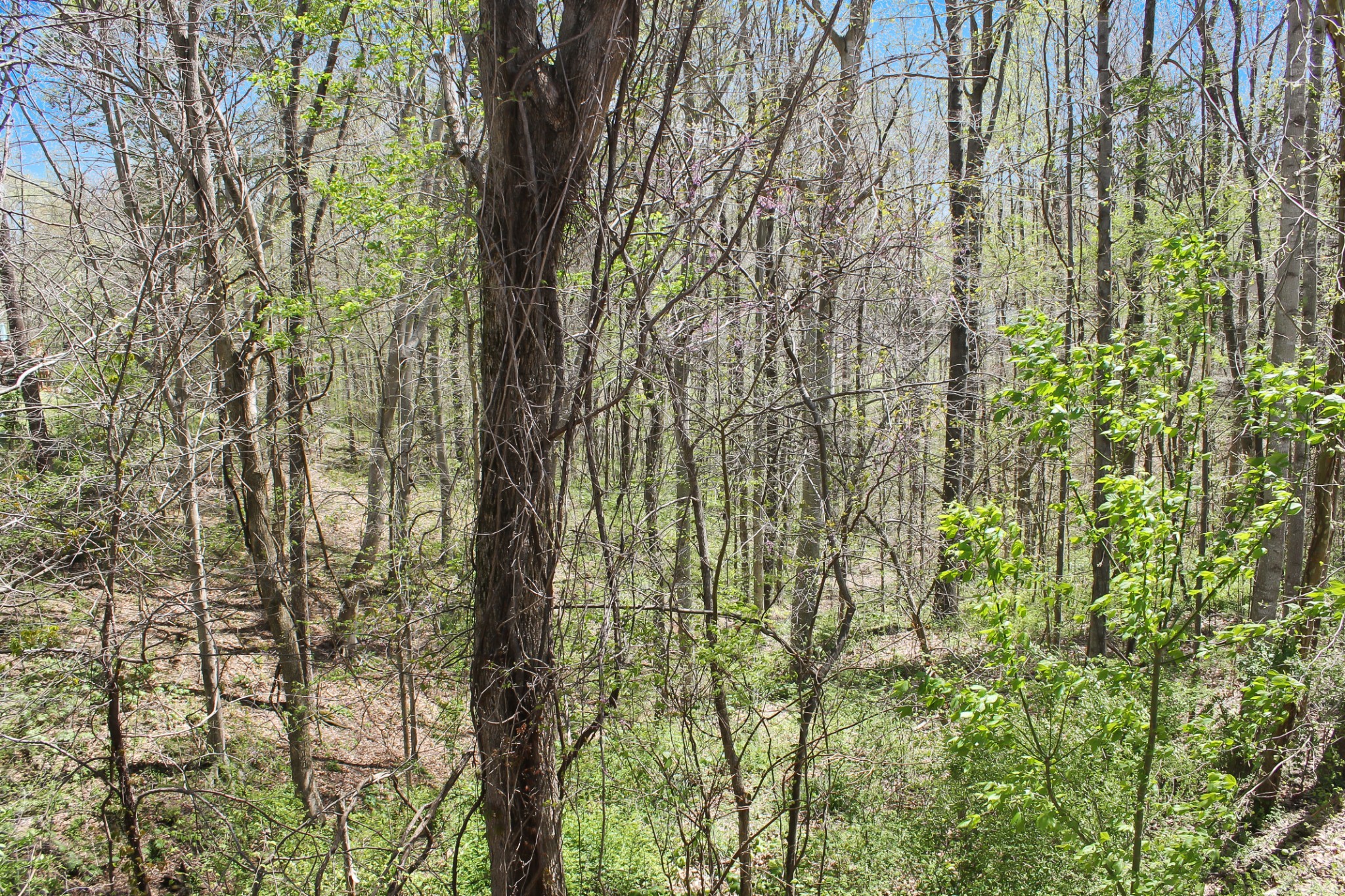 303 Crow Road Dover, TN 37058 - Photo 5 of 31 Gallery Image 5