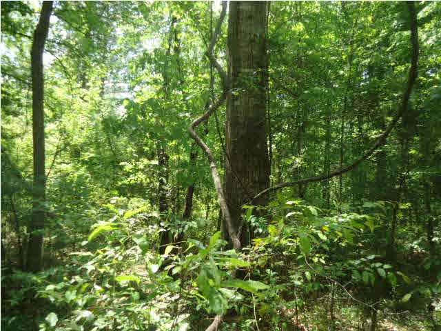 4006 6 Mile Road Crystal Springs, MS 39059 - Photo 25 of 30 Photo 27