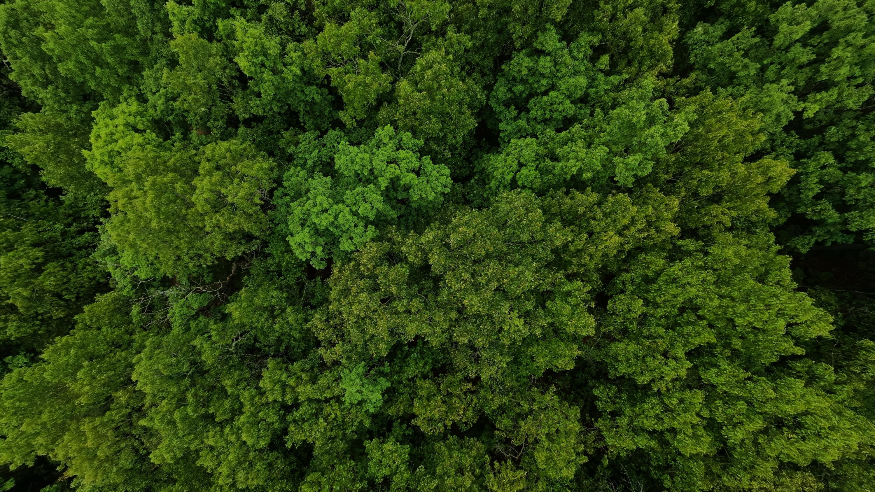 Tbd Devil's Pool Road Ridgedale, MO 65739 - Photo 6 of 19 1.6 acres004