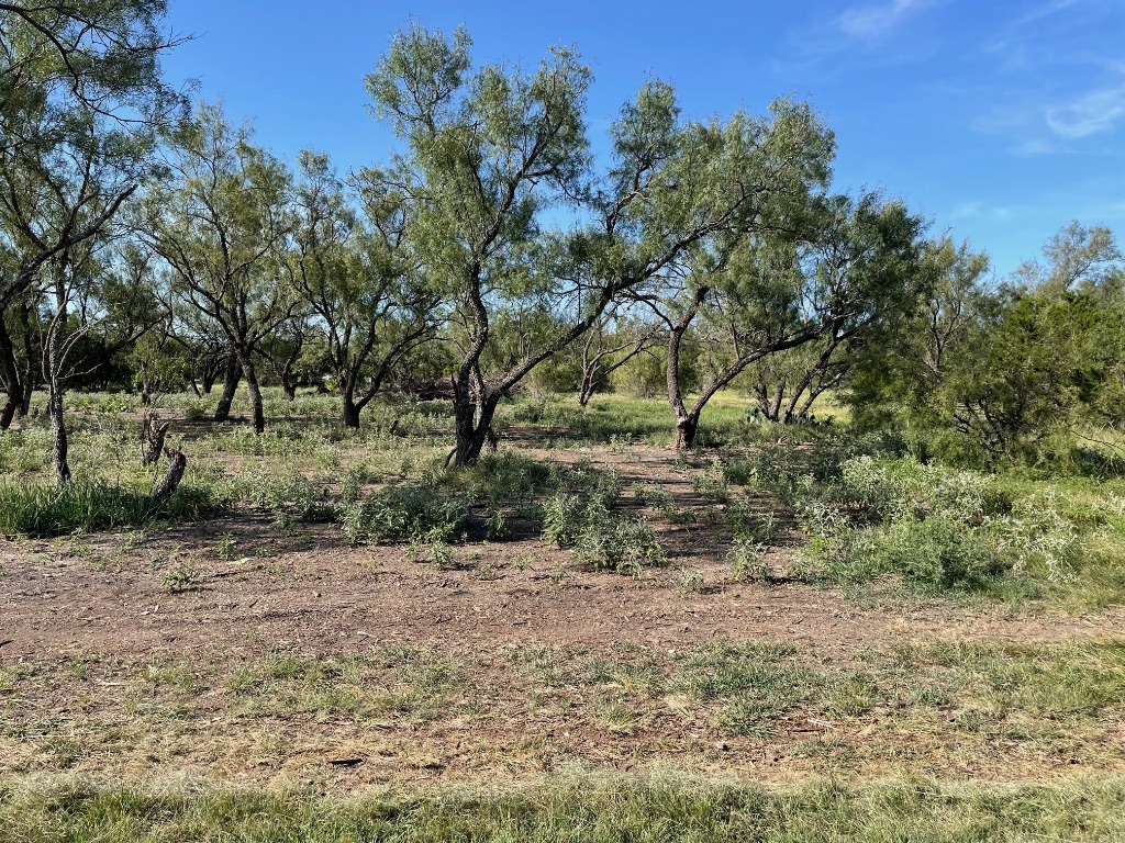 1412 South Fm 1174 Road Bertram, TX 78605 - Photo 13 of 23 a view of a yard with a tree