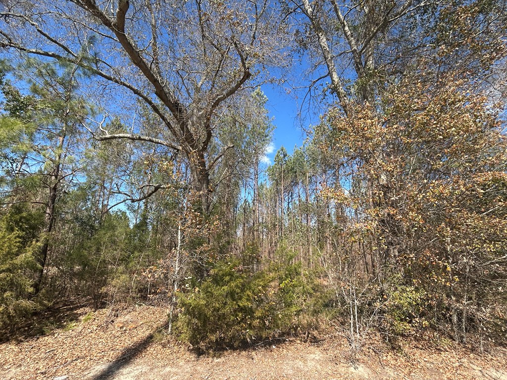 Lot 3-15 -ac Cottonwood Rd/ Phillips Road Cottonwood, AL 36320 - Photo 19 of 49