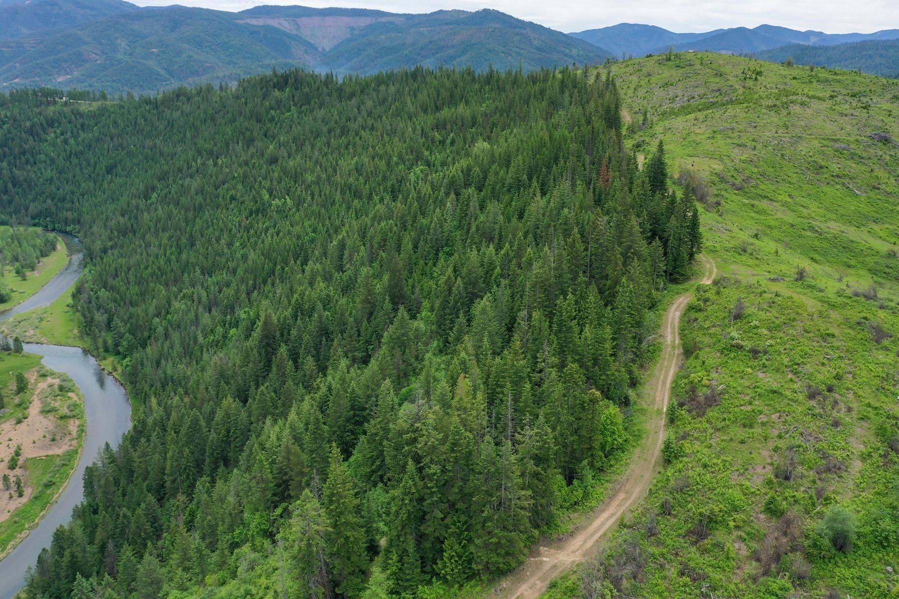 Nka Nka Coeur D'alene River Road Kingston, ID 83839 - Photo 22 of 30 Hillside of Marketable Timber