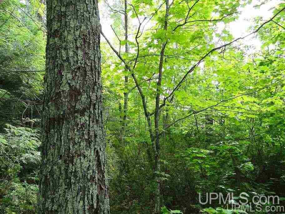 Tbd Lots Road Toivola, MI 49965 - Photo 15 of 16 Gallery Image 15