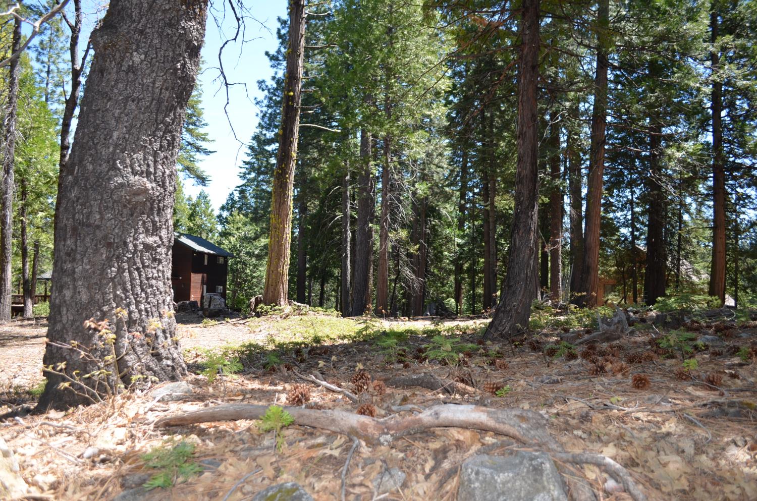 3112 Apache Road Arnold, CA 95223 - Photo 15 of 25 a wooden bench sitting in middle of forest