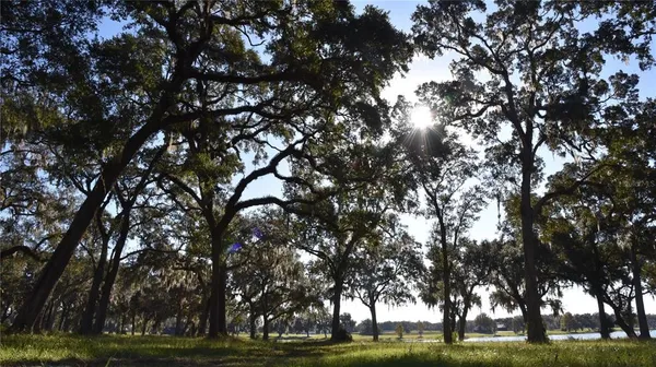 a view of trees with tree s