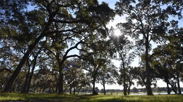 a view of trees with tree s