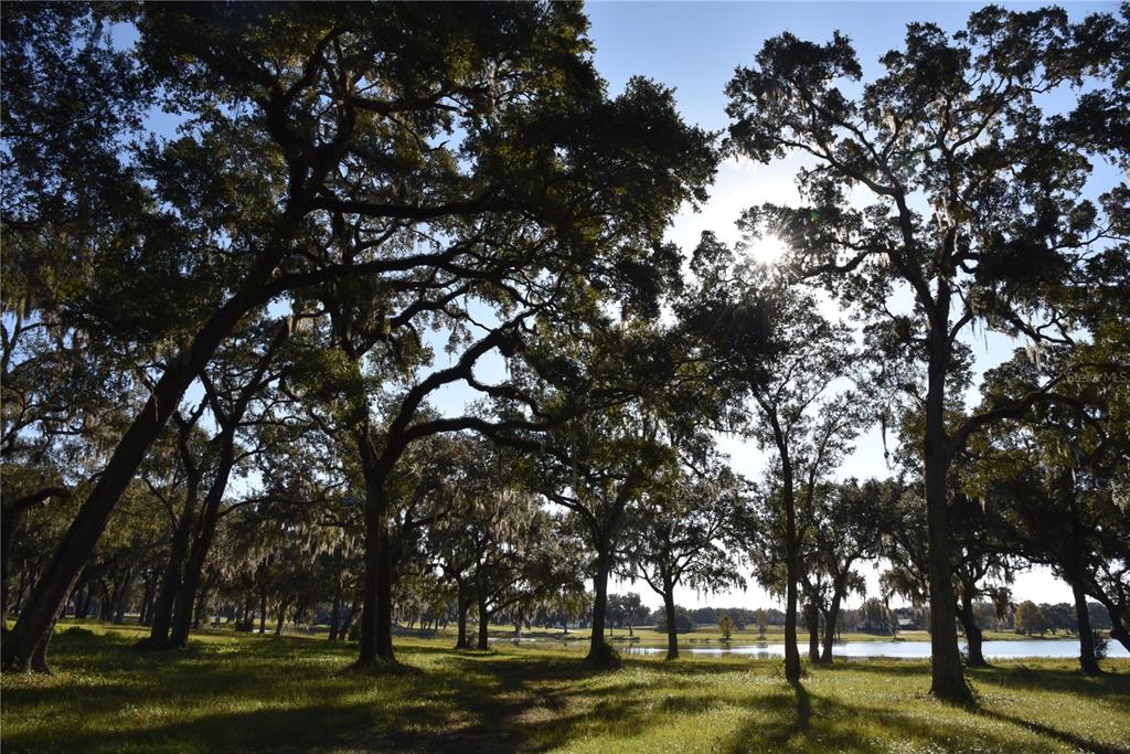 301 Off Highway Summerfield, FL 34491 - Photo 12 of 29 a big yard with large trees