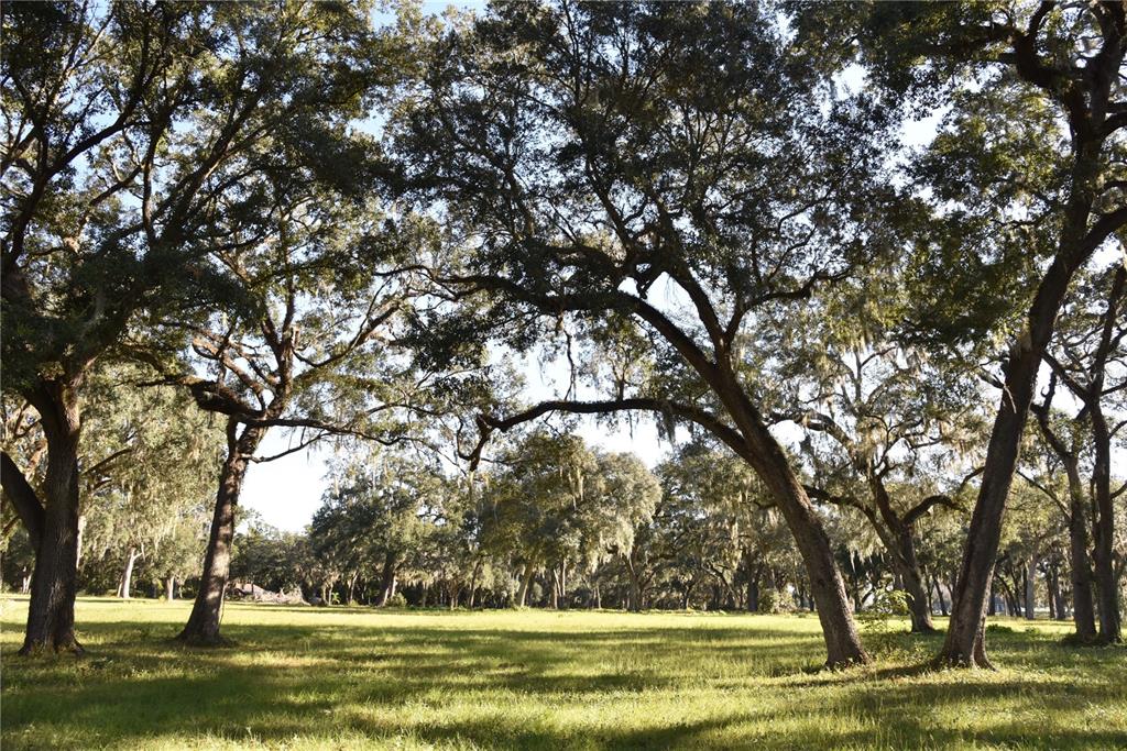301 Off Highway Summerfield, FL 34491 - Photo 13 of 29 a view of a yard with a tree