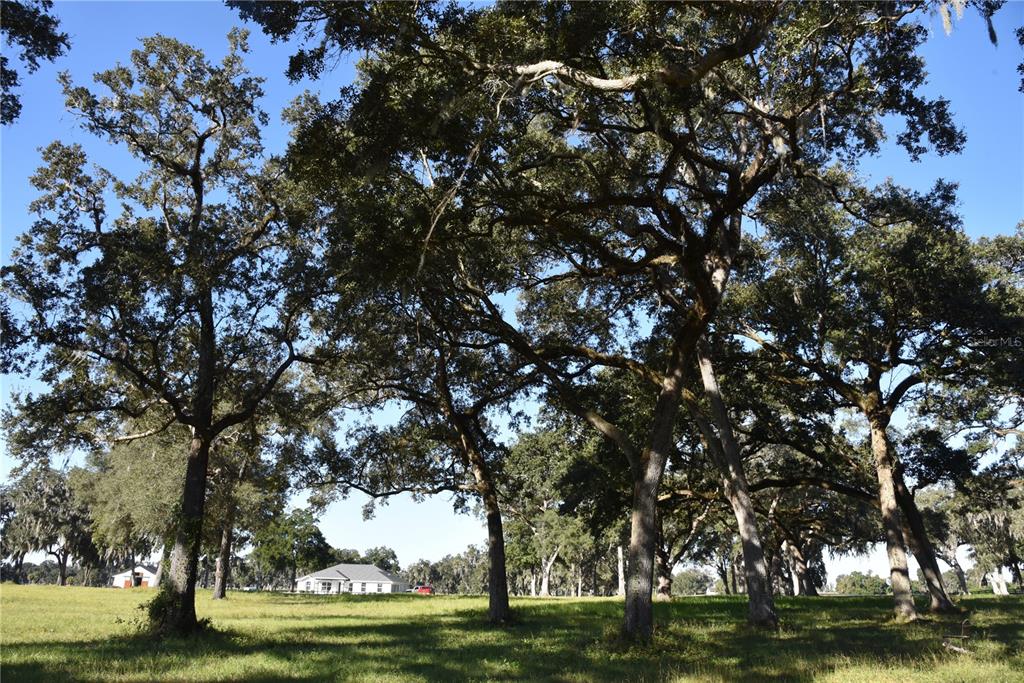 301 Off Highway Summerfield, FL 34491 - Photo 15 of 29 a view of a large trees