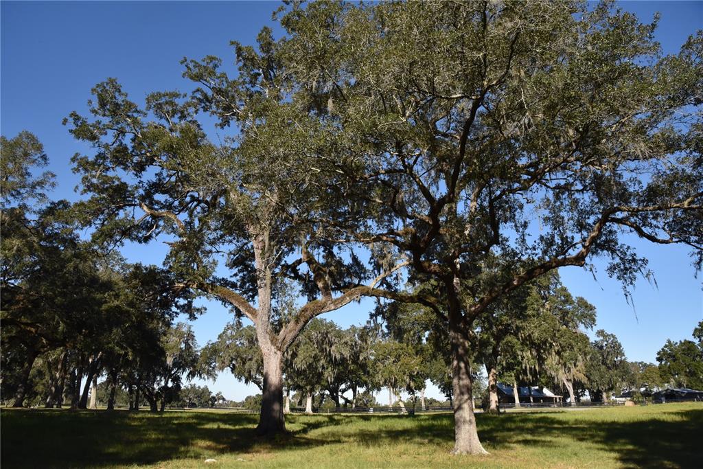 301 Off Highway Summerfield, FL 34491 - Photo 21 of 29 a view of a large trees