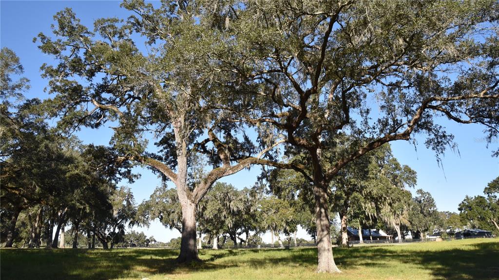 301 Off Highway Summerfield, FL 34491 - Photo 22 of 29 a view of a large trees