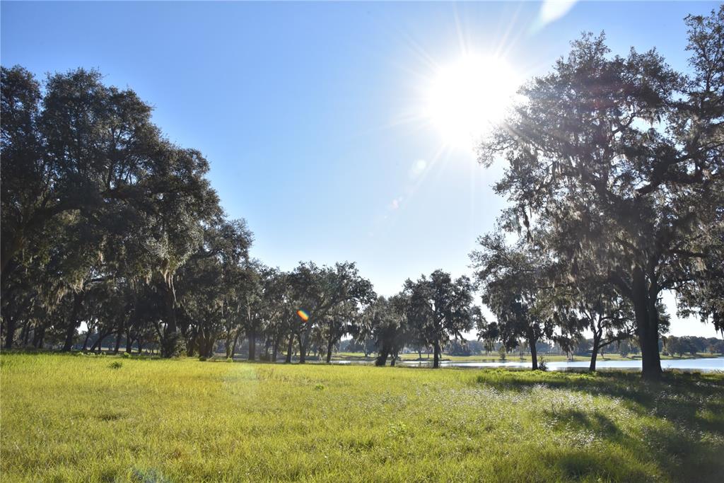 301 Off Highway Summerfield, FL 34491 - Photo 24 of 29 a view of yard with trees