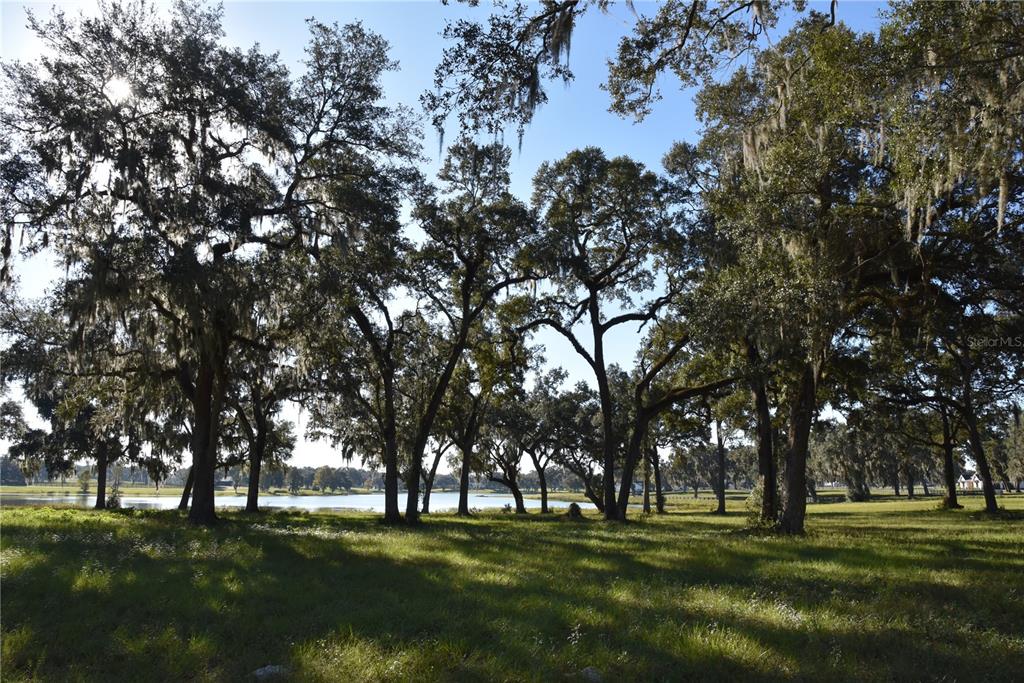 301 Off Highway Summerfield, FL 34491 - Photo 27 of 29 a big yard with trees
