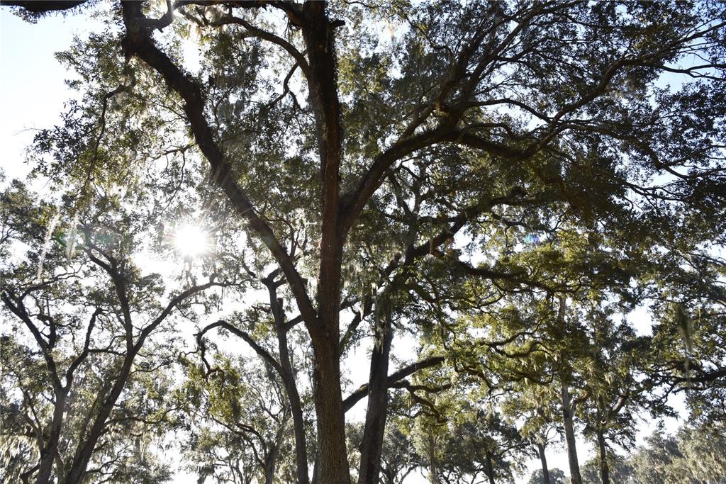 301 Off Highway Summerfield, FL 34491 - Photo 28 of 29 a view of tree