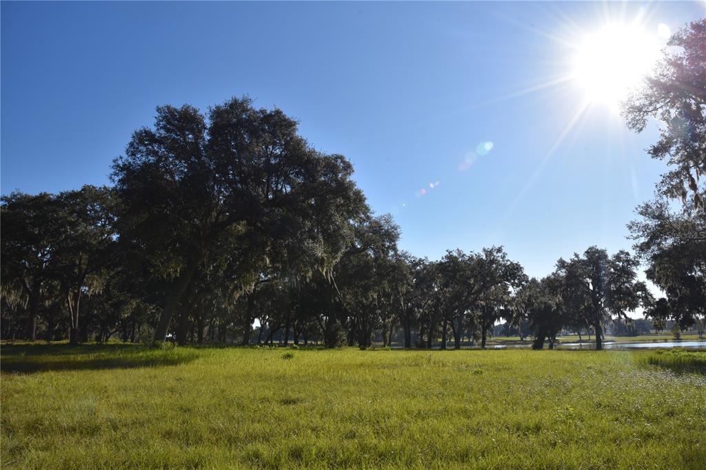 301 Off Highway Summerfield, FL 34491 - Photo 10 of 29 a view of a large trees with a big yard