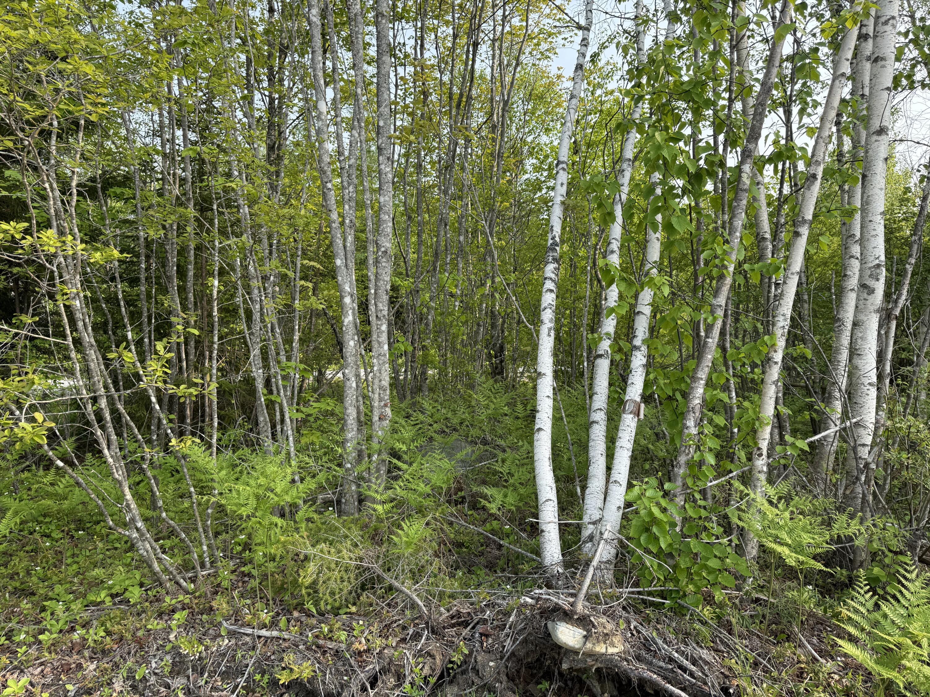 Lot 23 Lucas Lane Whiting, ME 04691 - Photo 16 of 17 IMG_1331