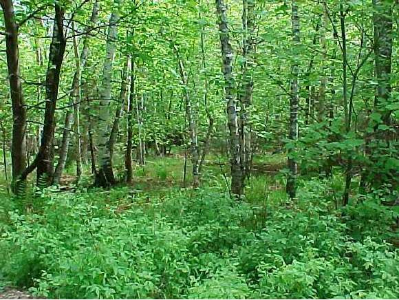 Lot 3 High Road Fayston, VT 05673 - Photo 1 of 2 Gallery Image 1
