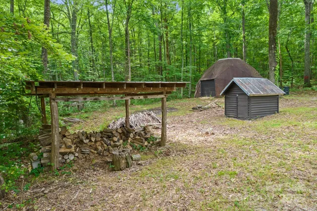 a view of a forest with a tree