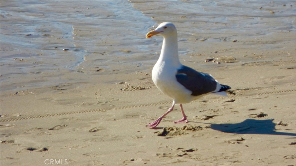 33906 Cape Cove Dana Point, CA 92629 - Photo 45 of 46