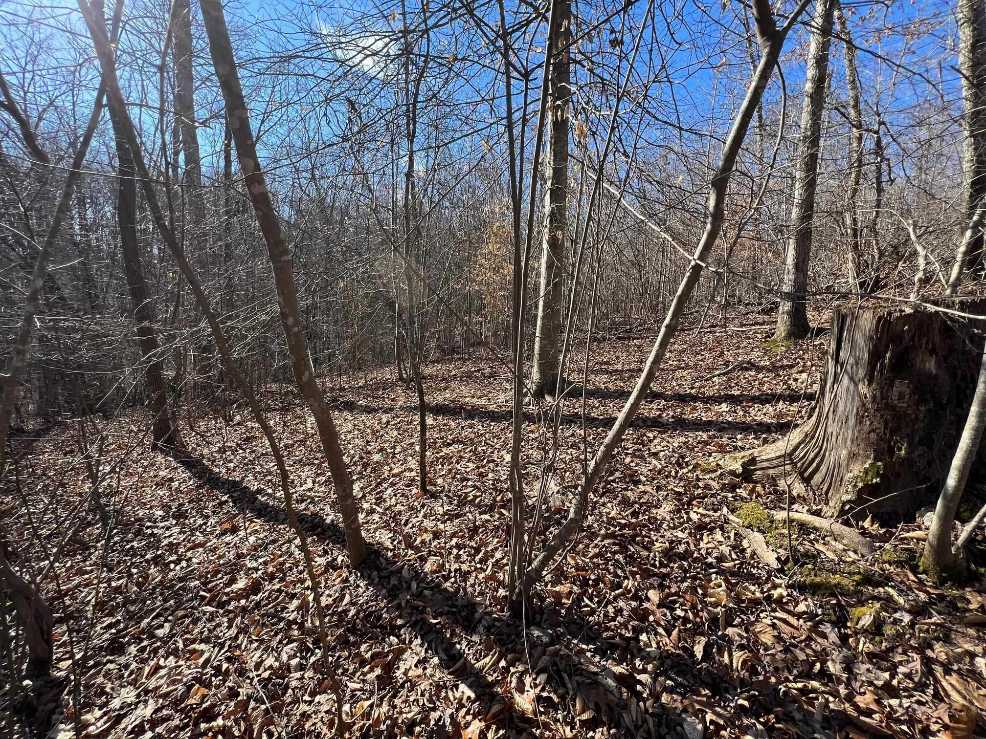0 Hog Creek Road Sugar Tree, TN 38380 - Photo 13 of 21 Gallery Image 13