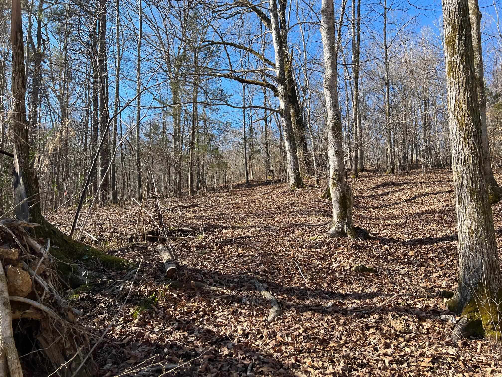 0 Hog Creek Road Sugar Tree, TN 38380 - Photo 6 of 21 Gallery Image 6