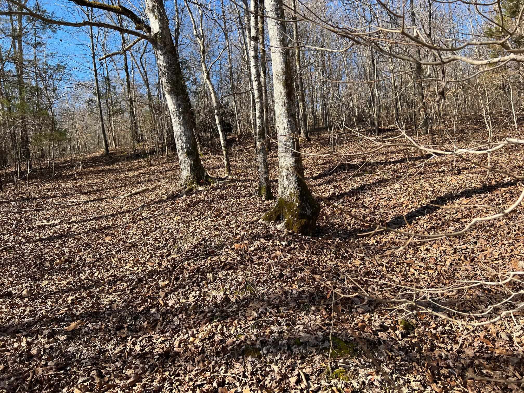 0 Hog Creek Road Sugar Tree, TN 38380 - Photo 8 of 21 Gallery Image 8