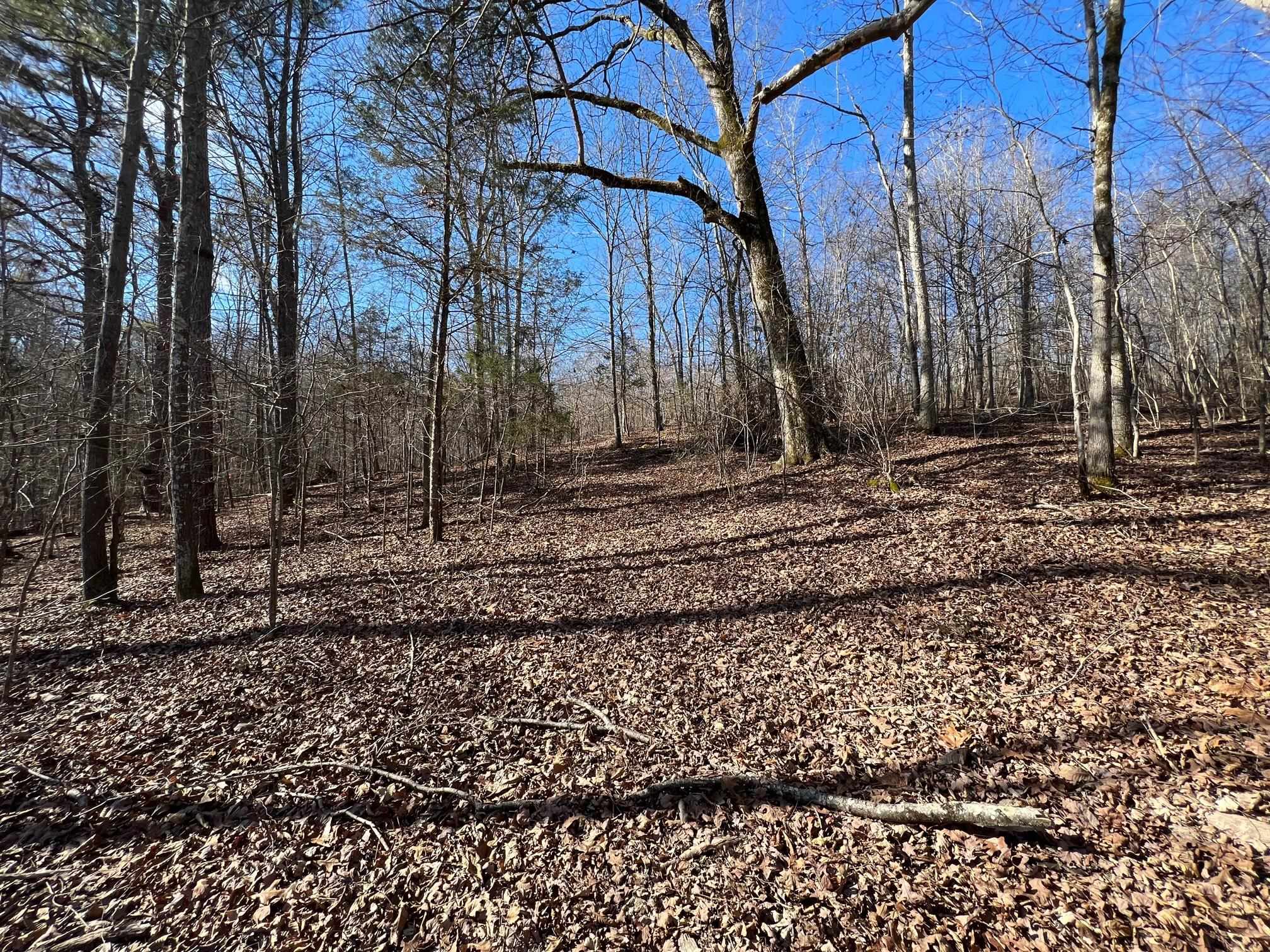 0 Hog Creek Road Sugar Tree, TN 38380 - Photo 9 of 21 Gallery Image 9