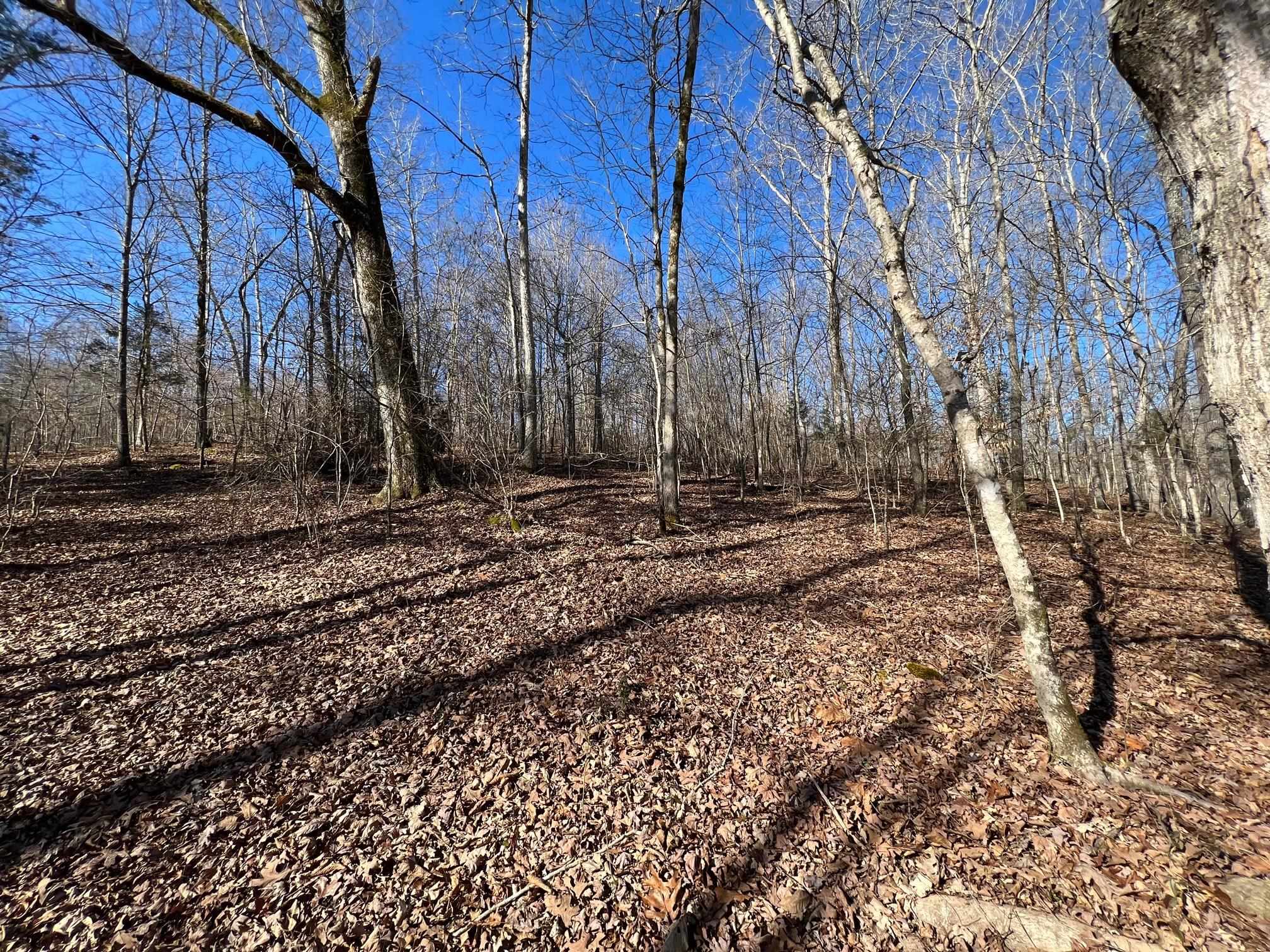 0 Hog Creek Road Sugar Tree, TN 38380 - Photo 10 of 21 Gallery Image 10