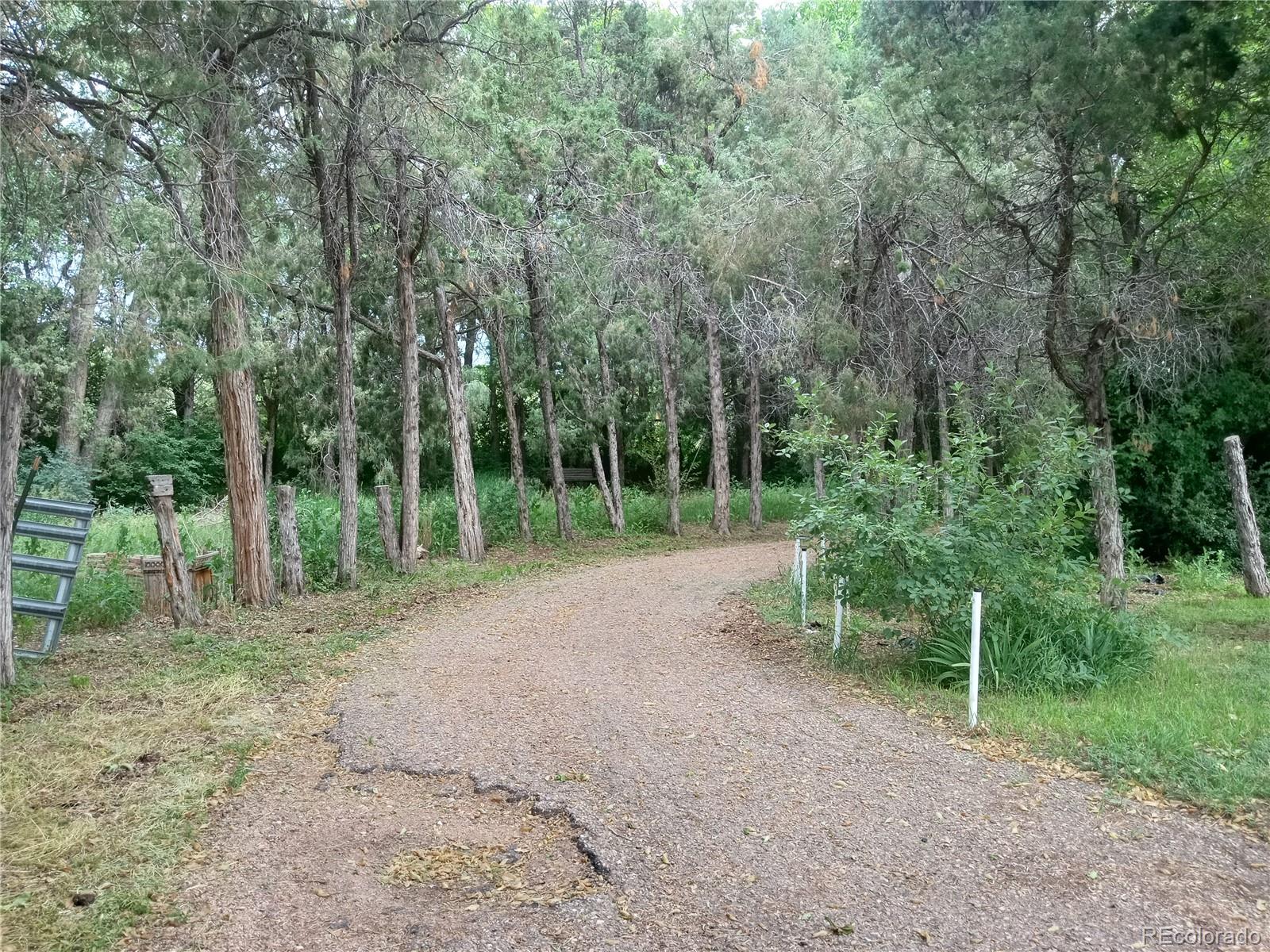 7150 South Platte Canyon Road Littleton, CO 80128 - Photo 6 of 37 a view of a forest with trees in the background