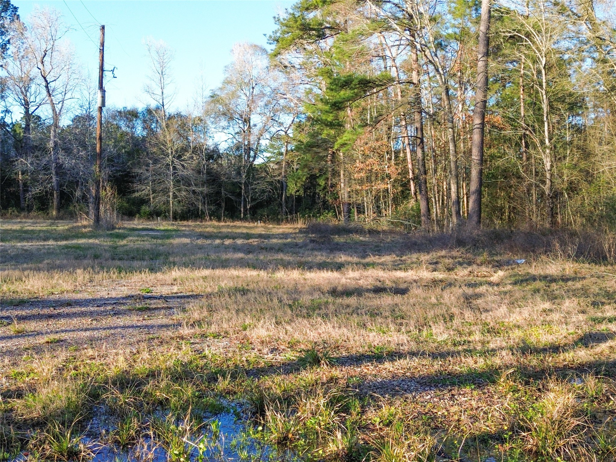 1739 County Road 373 Splendora, TX 77372 - Photo 11 of 12 a view of a yard with a large tree