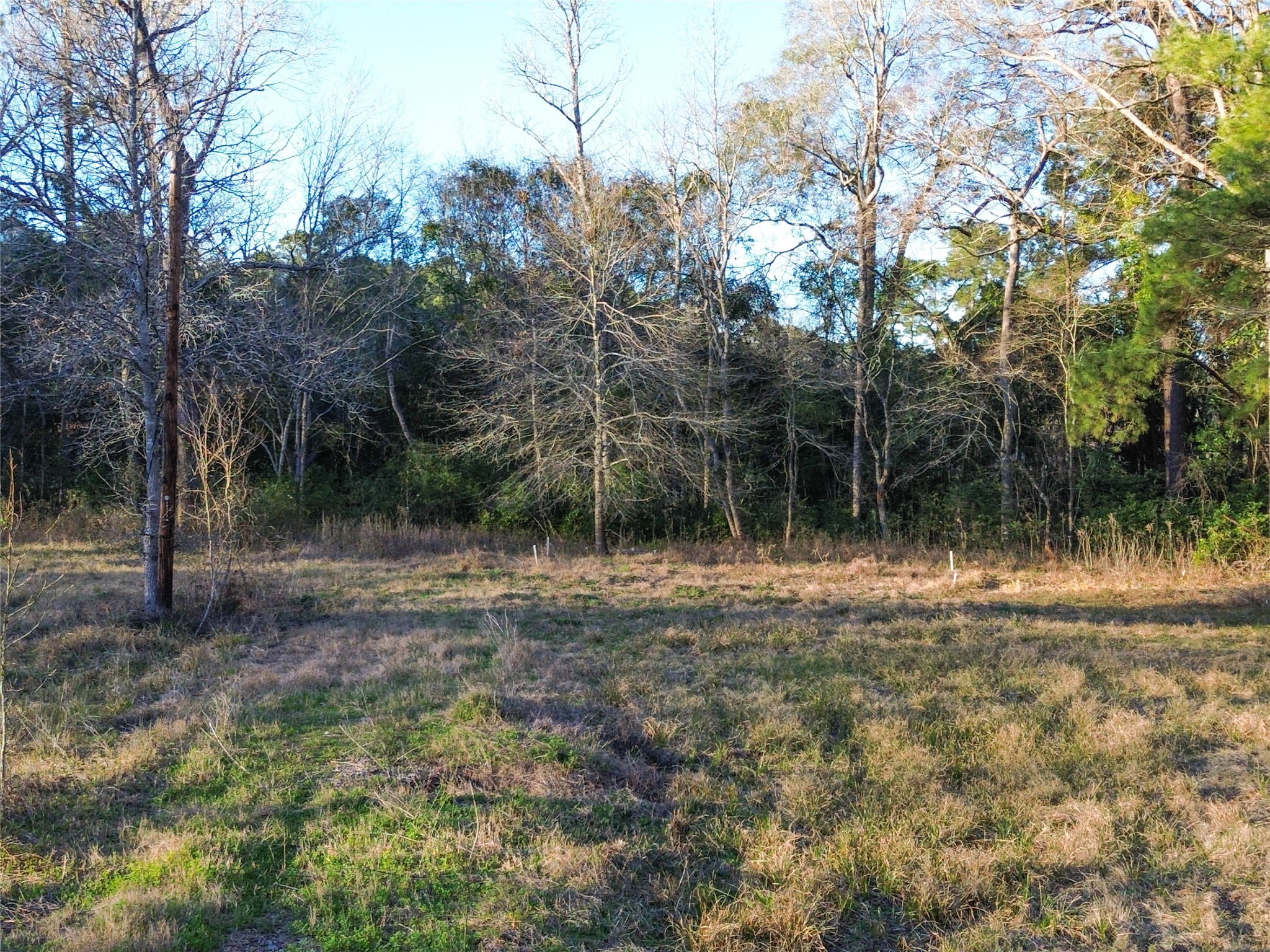 1739 County Road 373 Splendora, TX 77372 - Photo 10 of 12 a backyard of a house with lots of green space