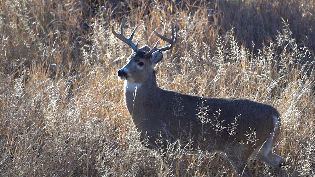 Upper French Creek Road Buffalo, WY 82834 - Photo 11 of 73 Whitetail buck in creek bottom