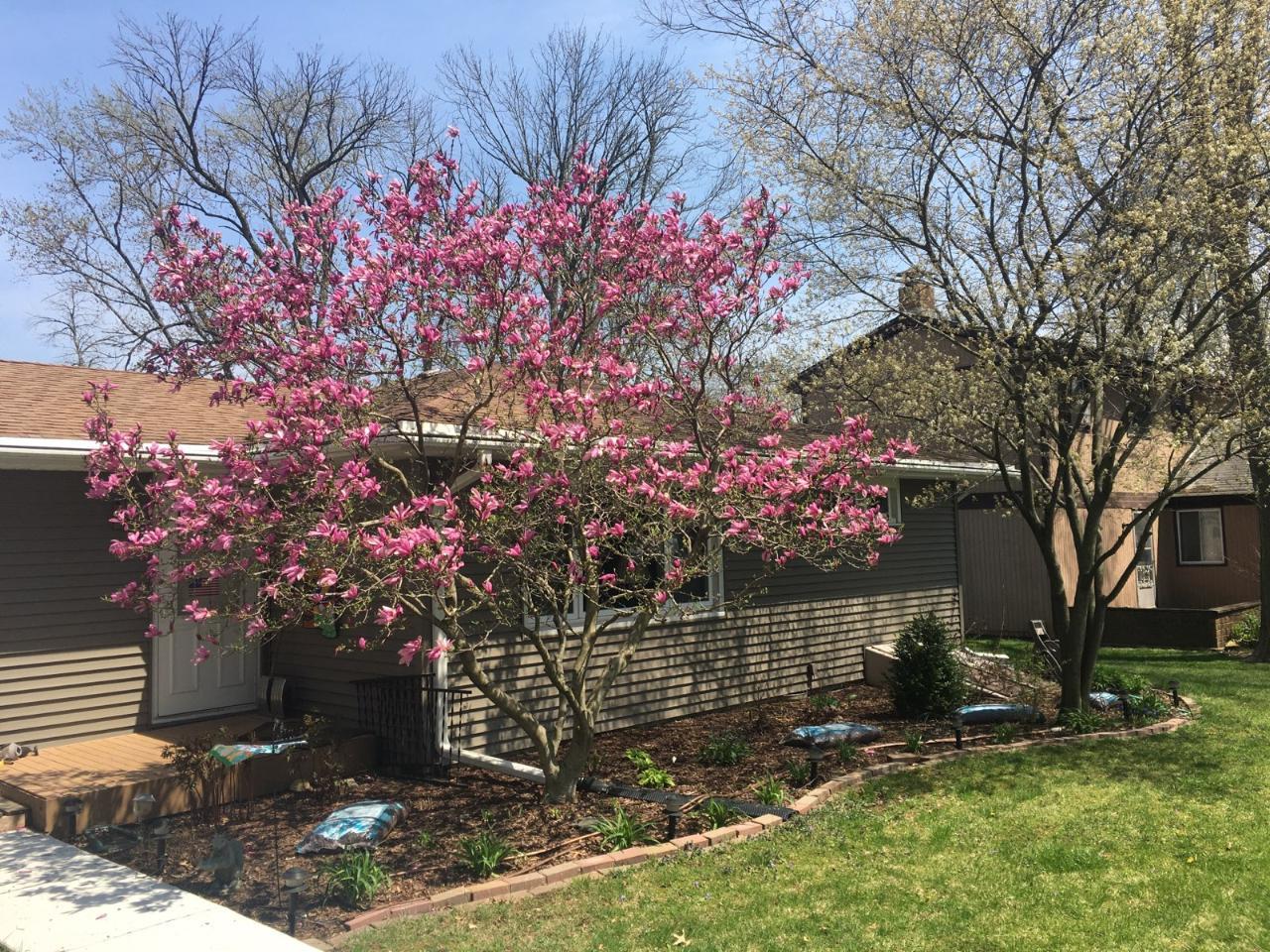 2845 River Road Kankakee, IL 60901 - Photo 25 of 26 a small garden covered with tall trees
