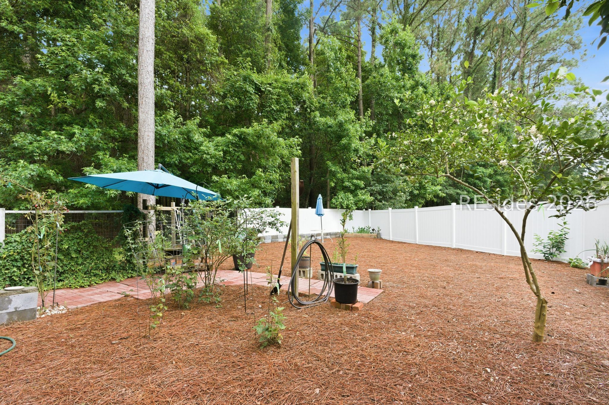 6 Hemlock Court Bluffton, SC 29910 - Photo 41 of 45 Lemon & grapefruit trees, blue & black berries