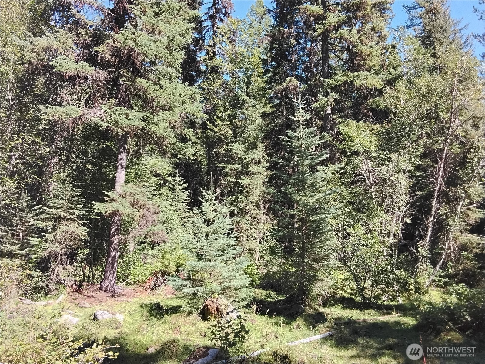 0 Little Place Road Tonasket, WA 98855 - Photo 16 of 23 a view of a yard with trees