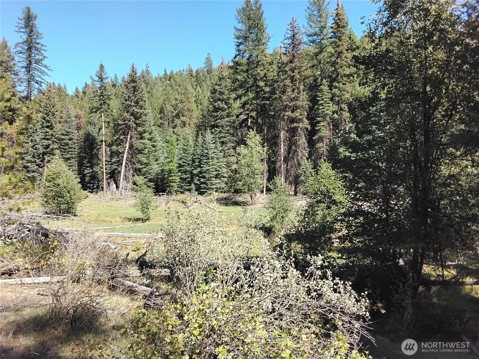 0 Little Place Road Tonasket, WA 98855 - Photo 20 of 23 a view of a forest with trees