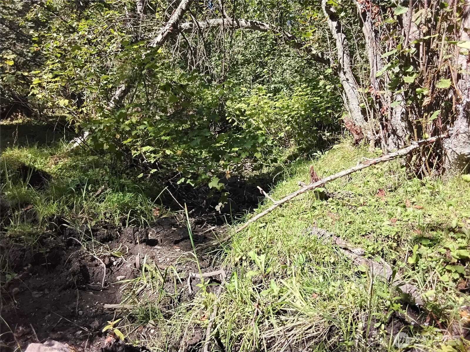 0 Little Place Road Tonasket, WA 98855 - Photo 3 of 23 a view of a tree with a yard