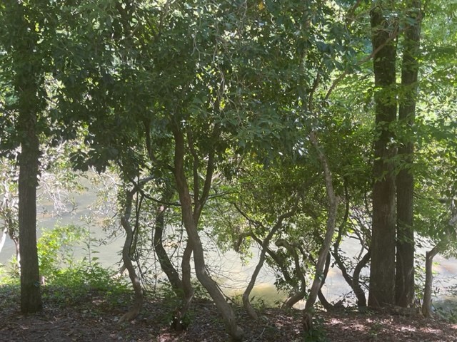 637 Riverside Drive Ellijay, GA 30540 - Photo 13 of 17 a view of tree