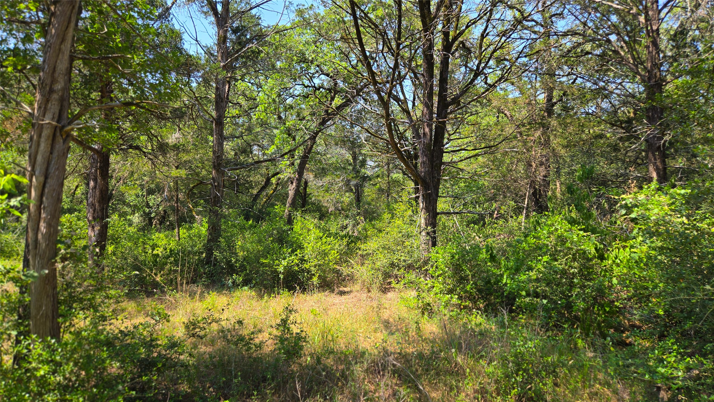 277 Meuth Cemetery Road Red Rock, TX 78662 - Photo 6 of 19 A tranquil, tree-filled landscape awaits, offering abundant natural foliage and a secluded ambiance.