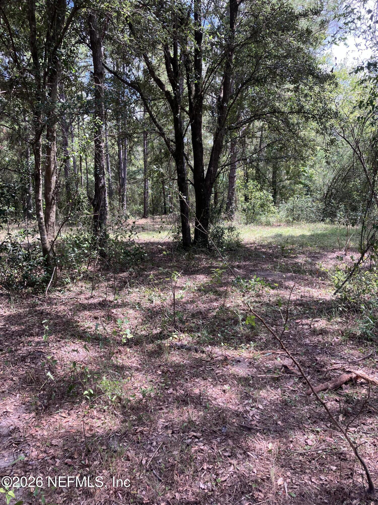 3923 Skipper Road Middleburg, FL 32068 - Photo 22 of 25 a view of a forest with trees in the background