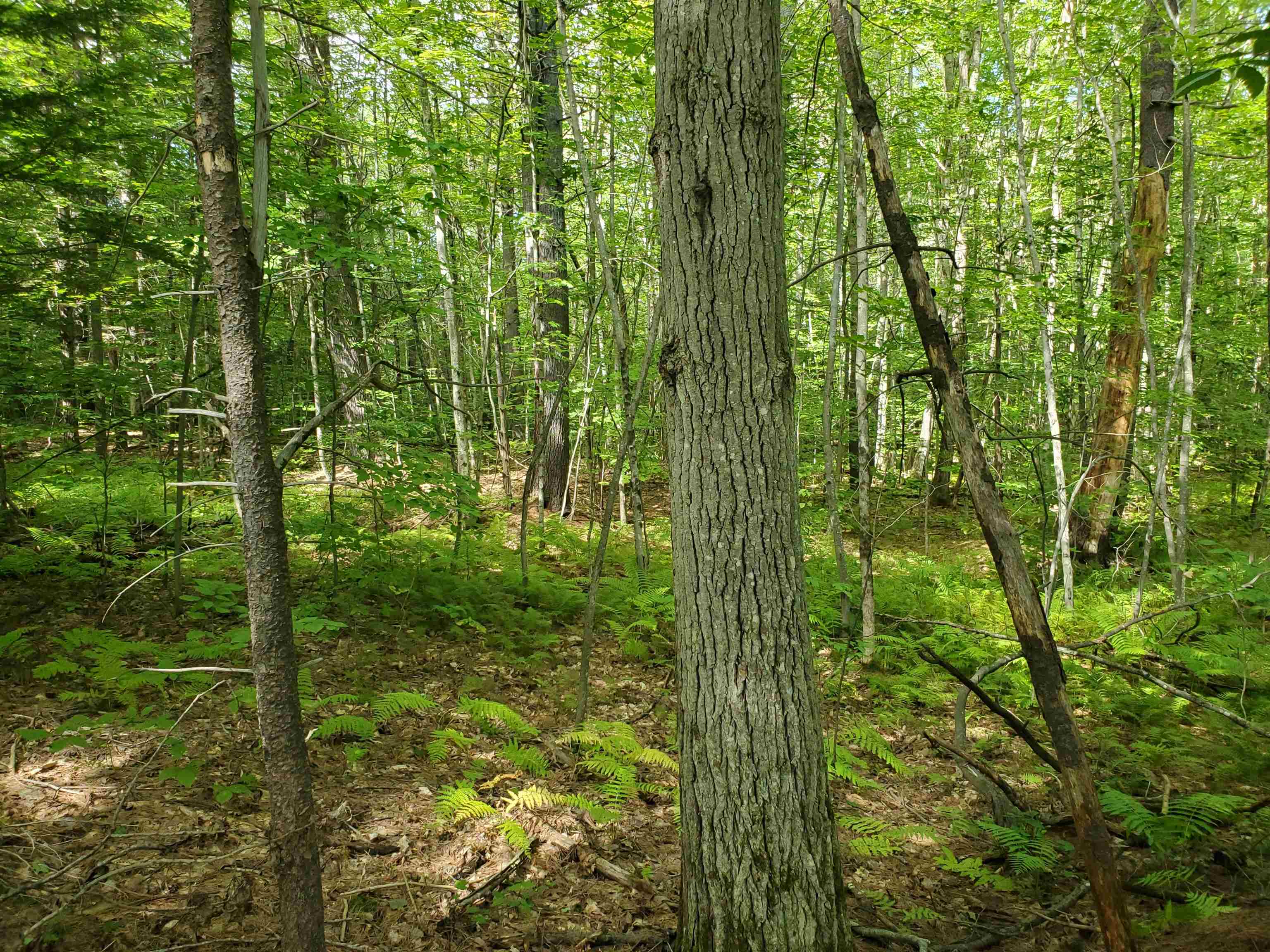 Lot 7 Nh Rt 140 Gilmanton, NH 03237 - Photo 23 of 31