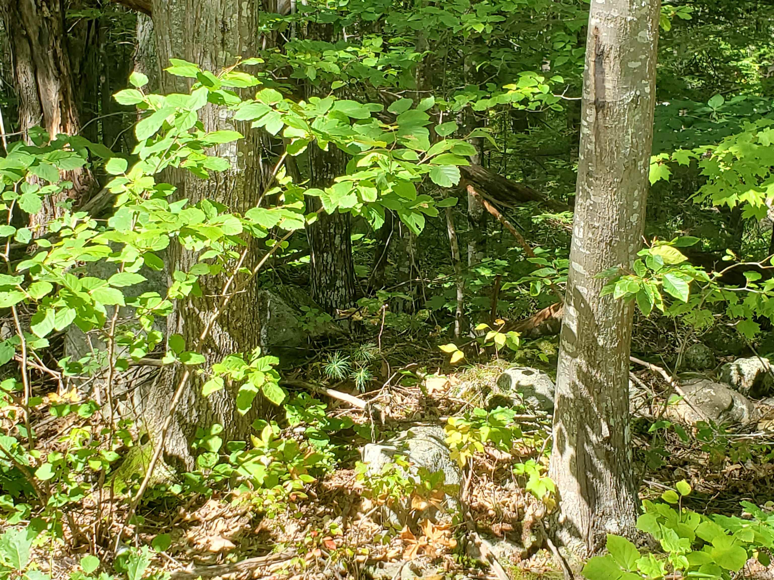Lot 7 Nh Rt 140 Gilmanton, NH 03237 - Photo 4 of 31