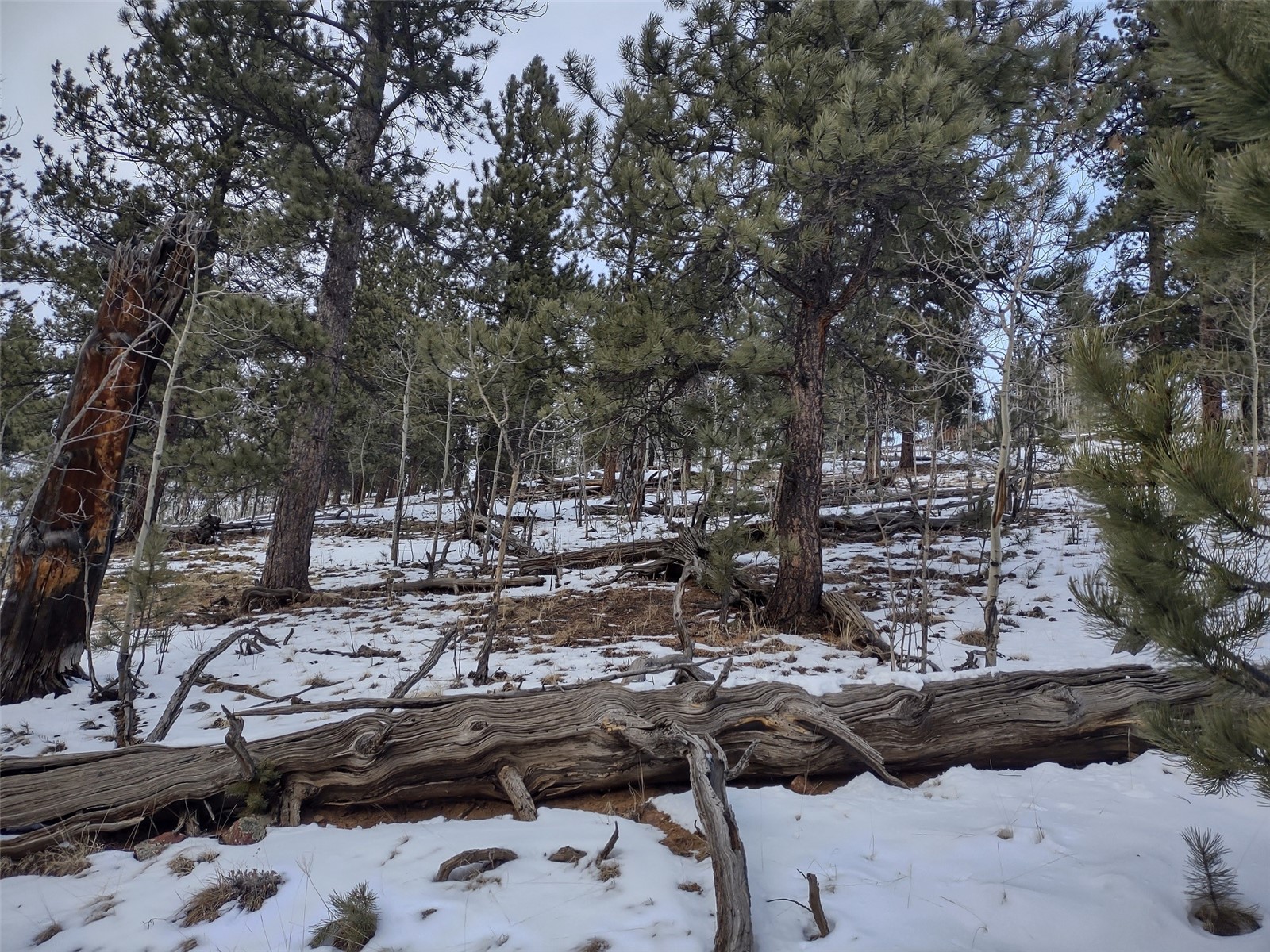 525 Gross Road Bailey, CO 80421 - Photo 11 of 13 Gallery Image 11