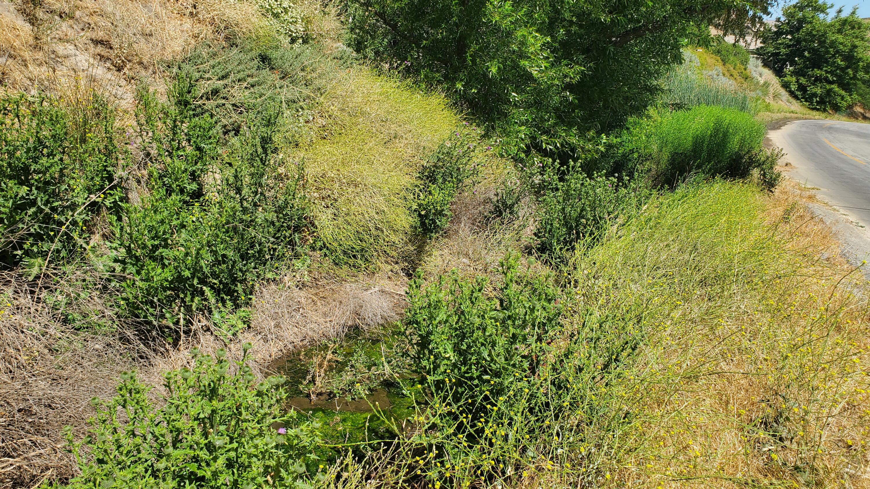 Ranch Club Rd Lake Lake Elizabeth, CA 93532 - Photo 6 of 13 20240703_105827