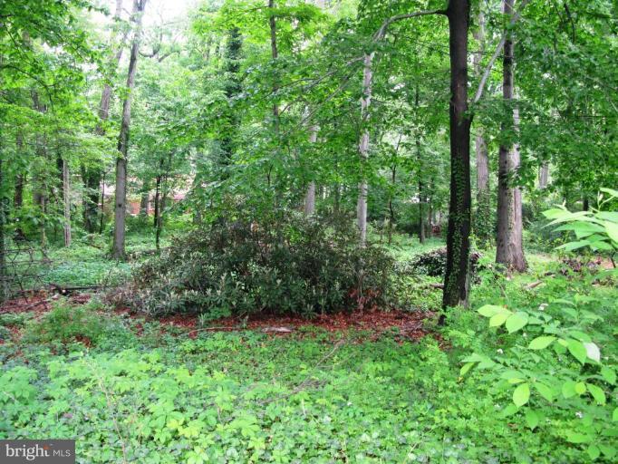 210 Charmuth Road Lutherville-Timonium, MD 21093 - Photo 20 of 21 Fabulous Rhodedendron!