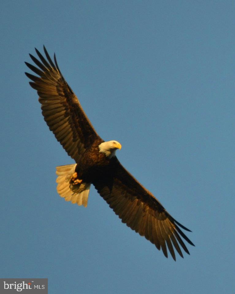 3328 Breckenridge Way Riva, MD 21140 - Photo 50 of 51 Owners' photo of a majestic bald eagle!